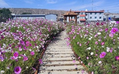 美食的秘密犯罪大师